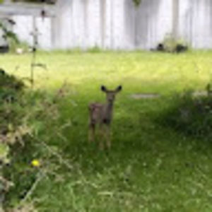 Meet your Posher, Annie